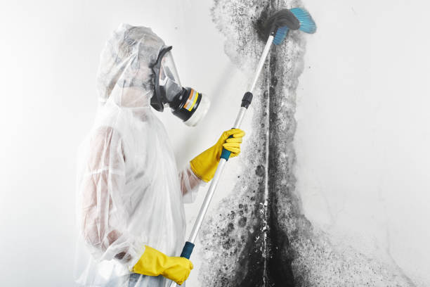 Mold Documentation for Insurance Claims in Noroton Heights, CT