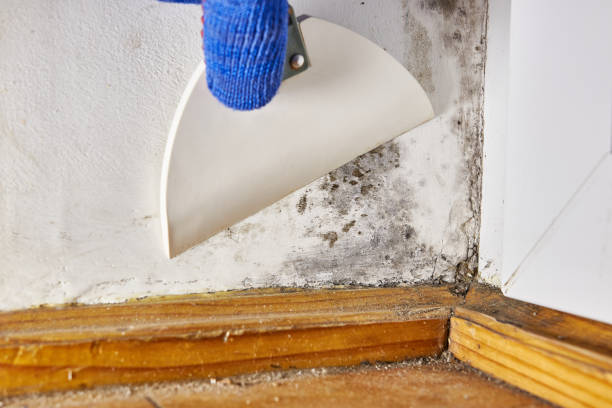 Noroton Heights, CT Mold Removal Company